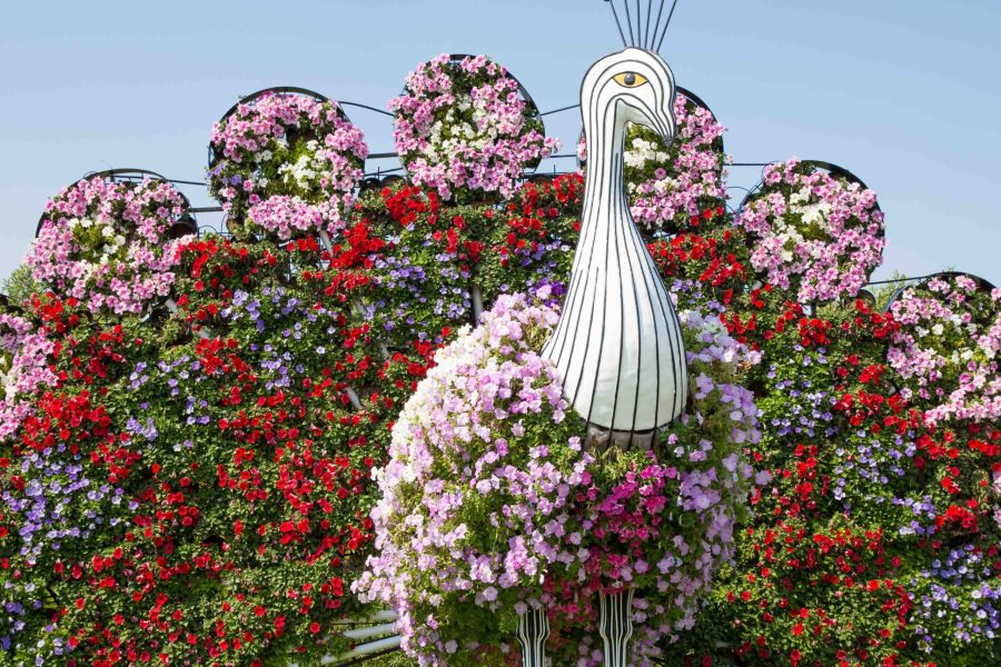 Dubai Miracle Garden