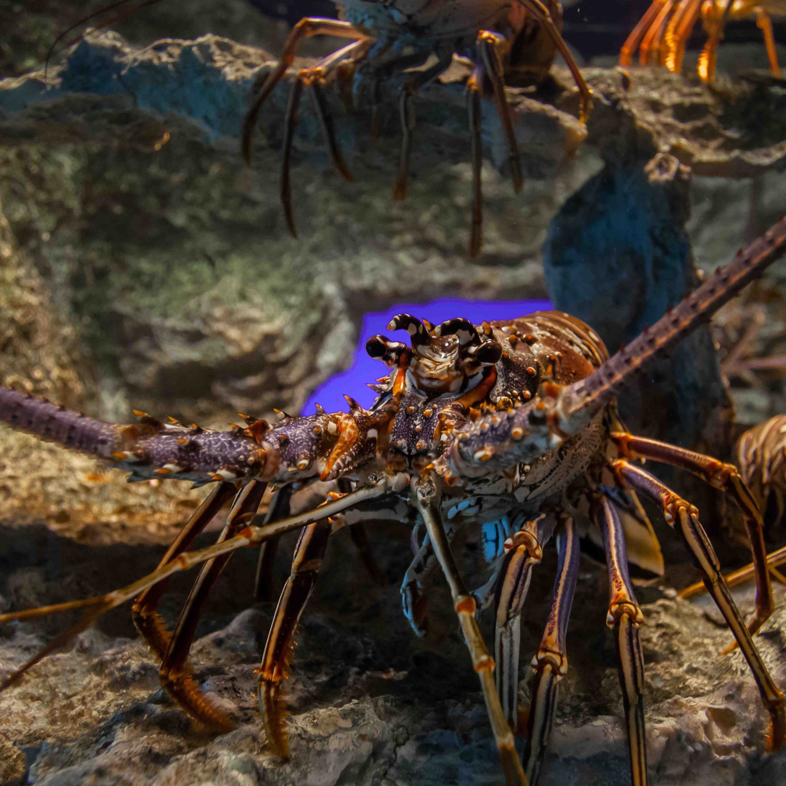 The Lost Chambers Aquarium