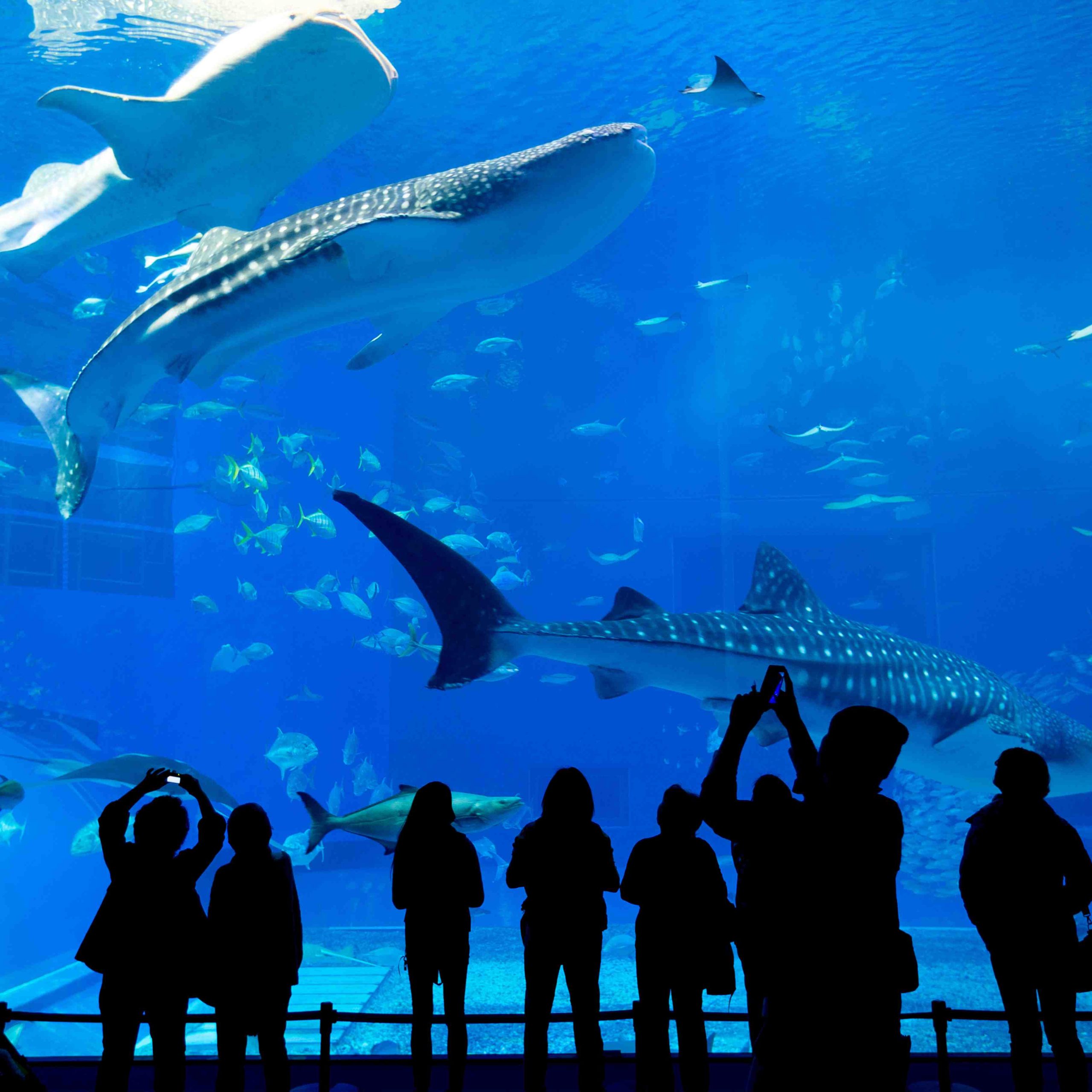 The Lost Chambers Aquarium
