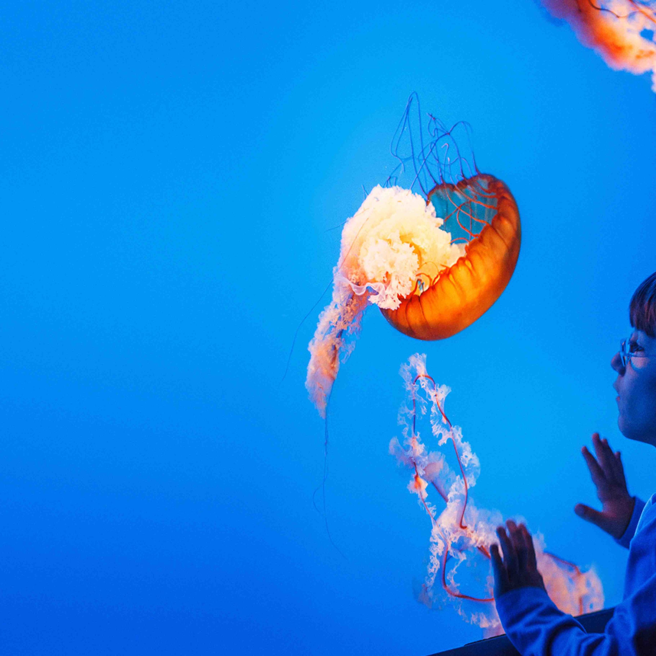 The Lost Chambers Aquarium
