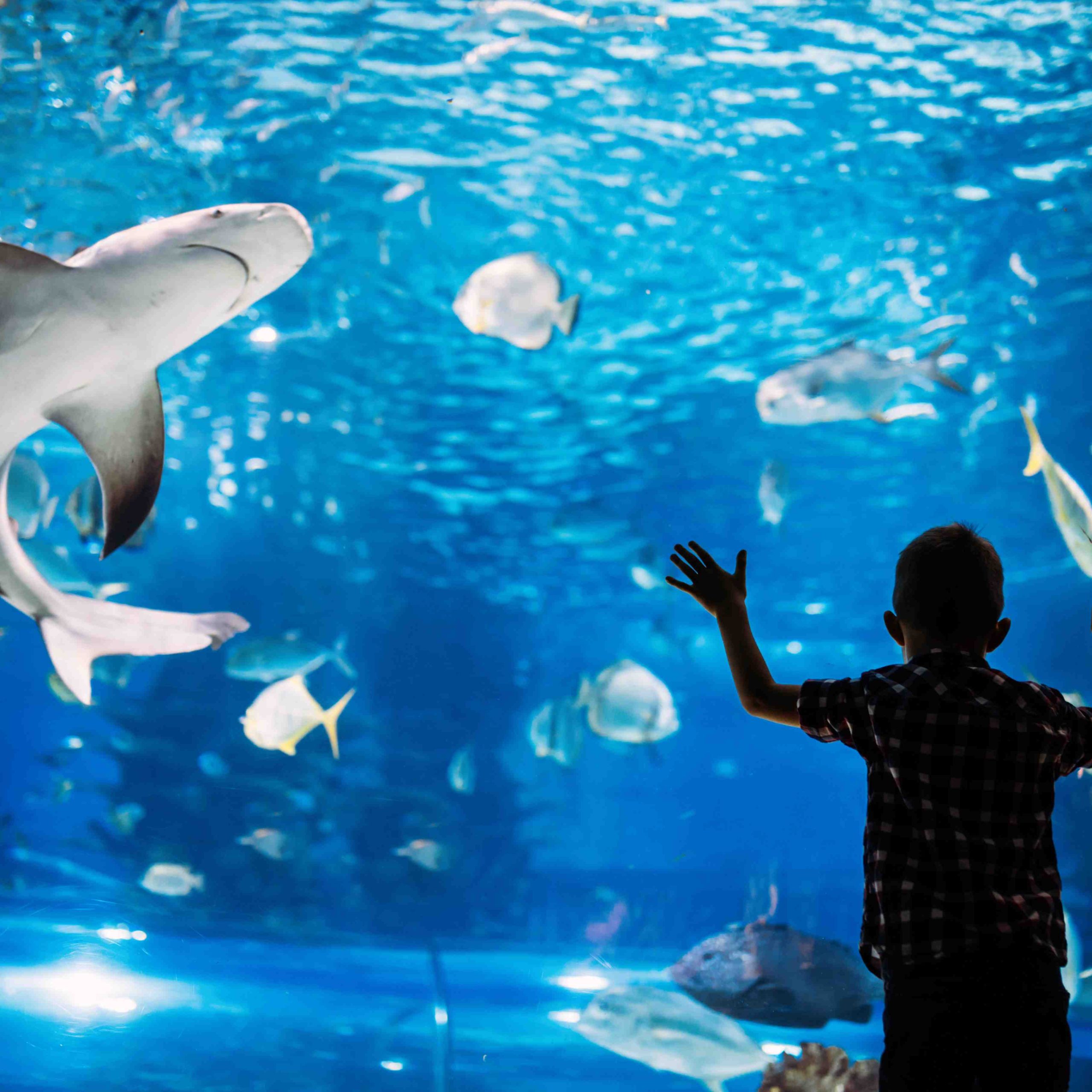 The Lost Chambers Aquarium