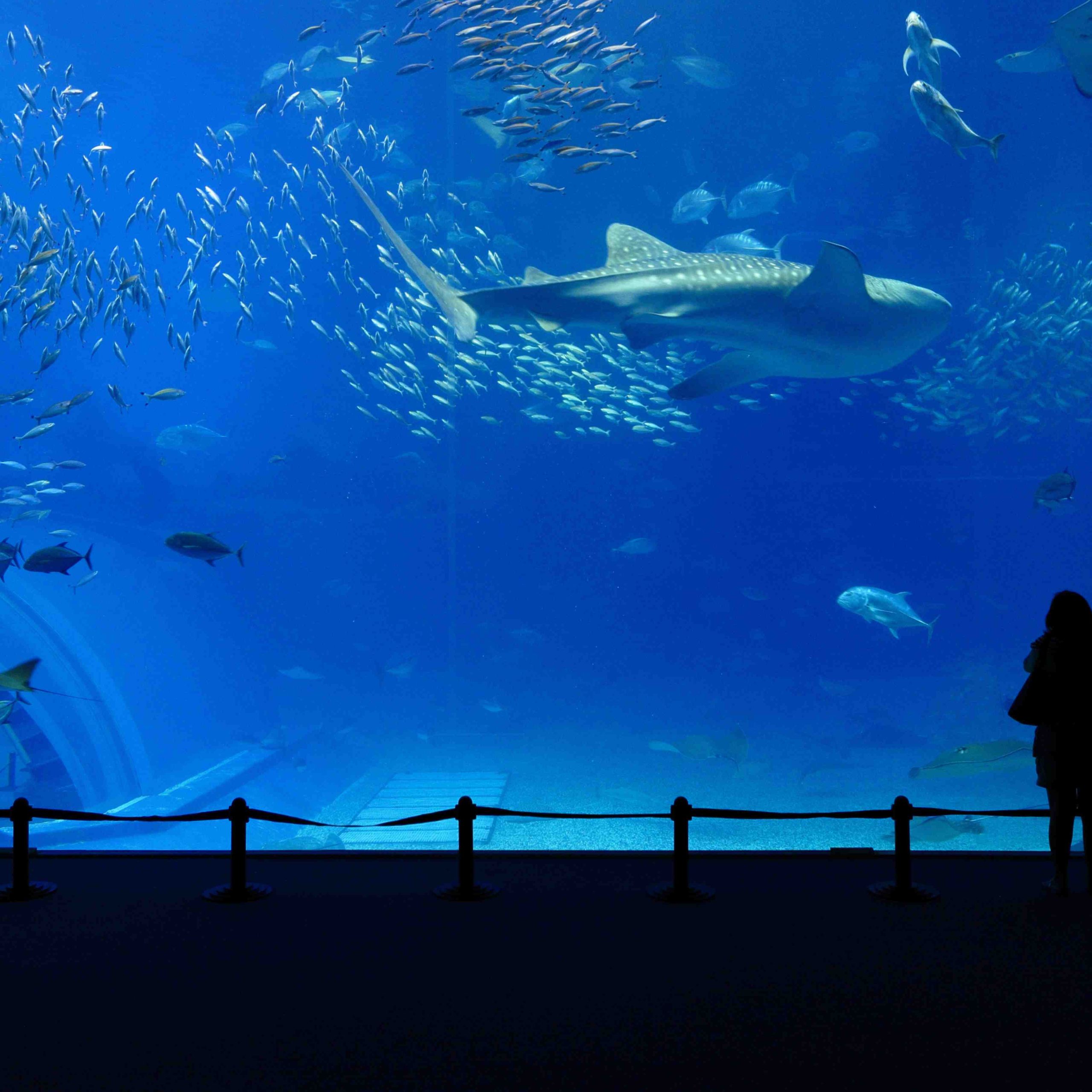 The Lost Chambers Aquarium