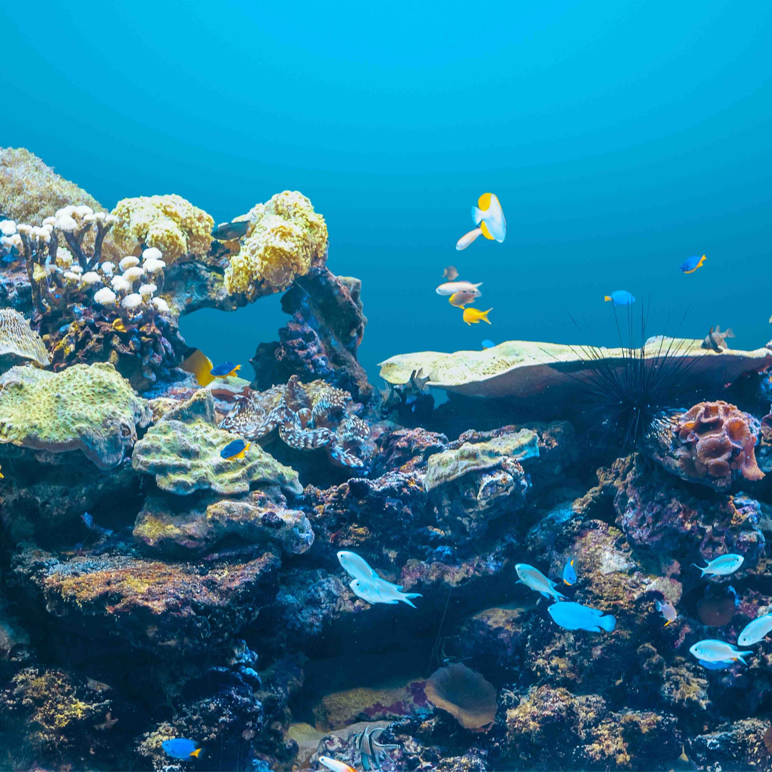 The Lost Chambers Aquarium