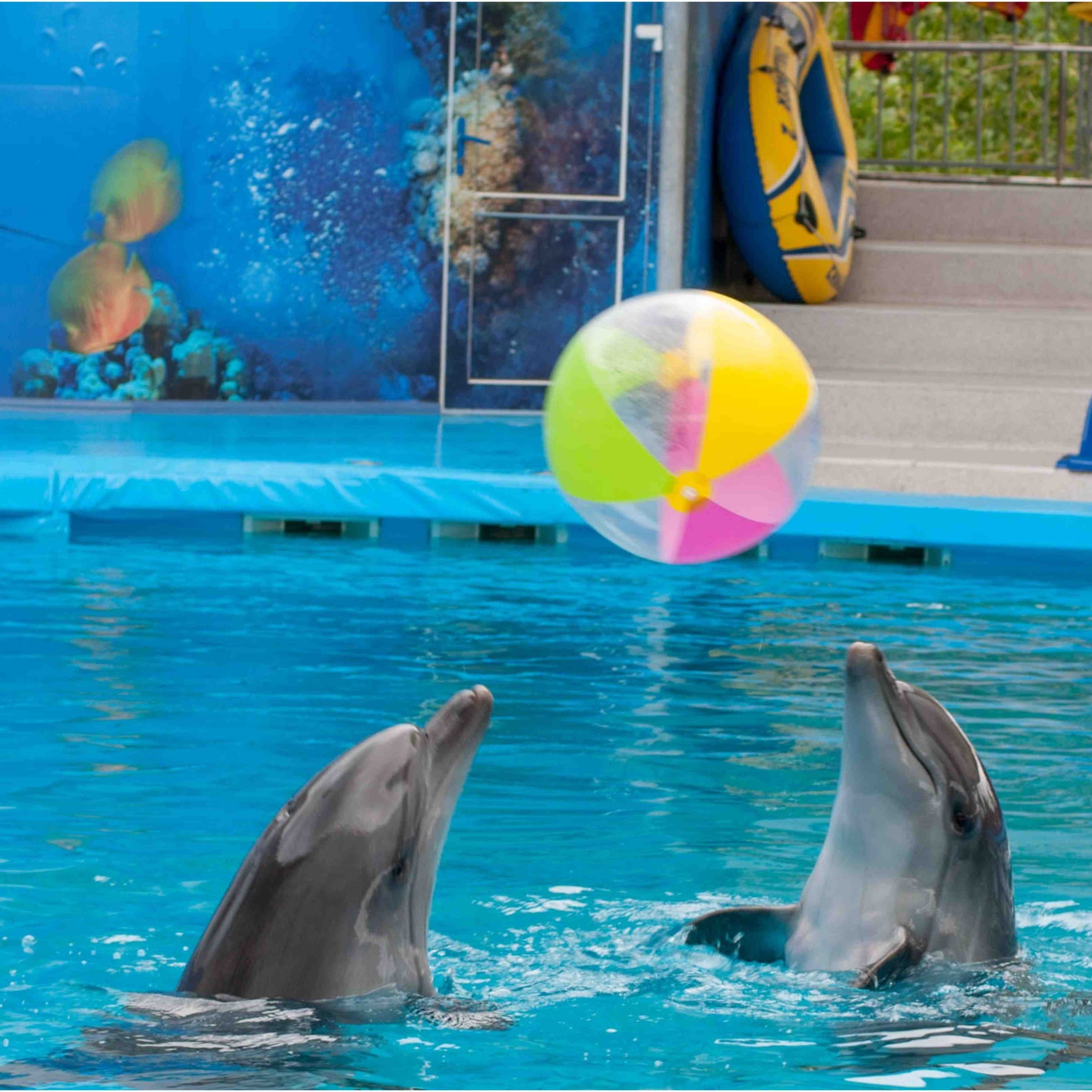 Dubai Dolphinarium Experience