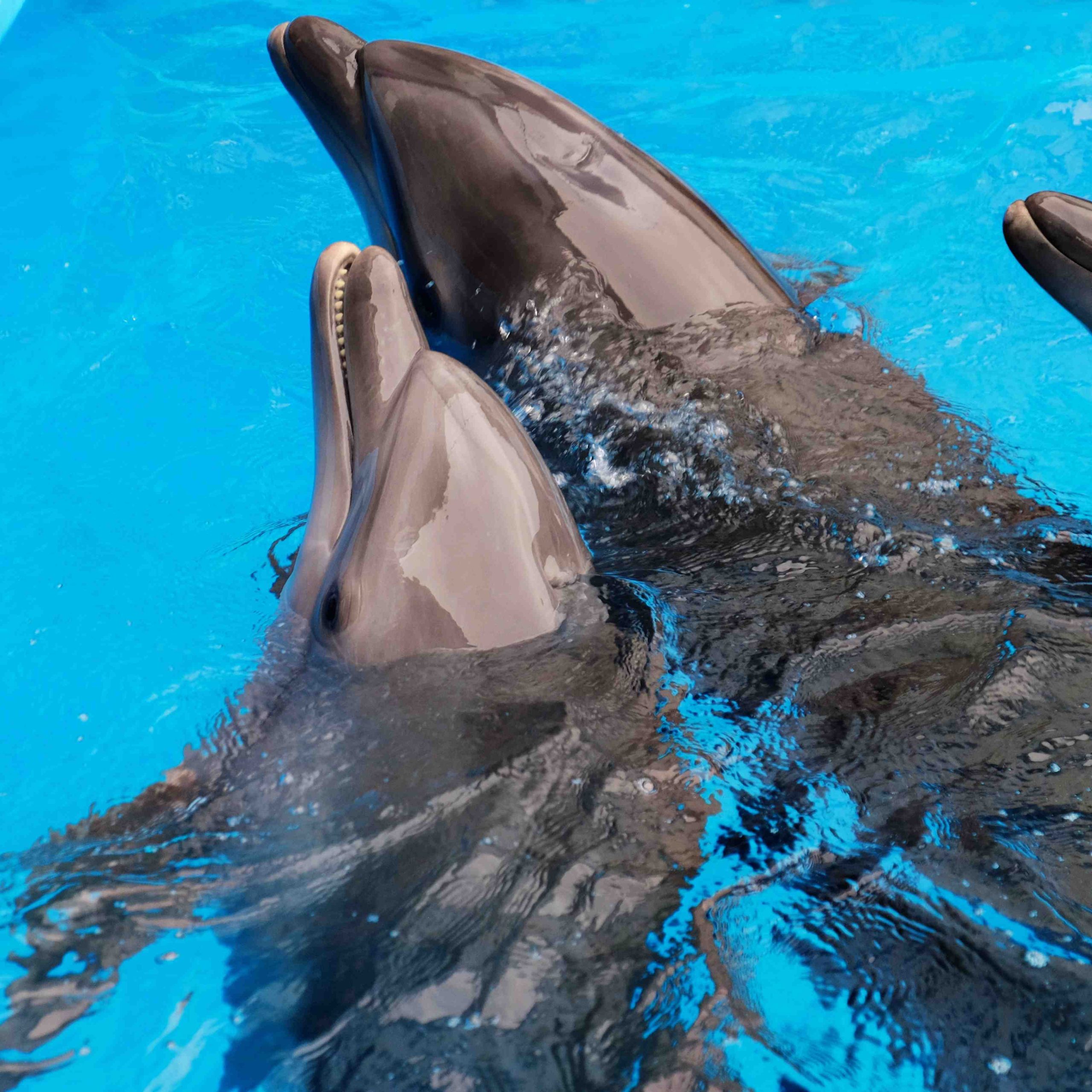 Dubai Dolphinarium Experience
