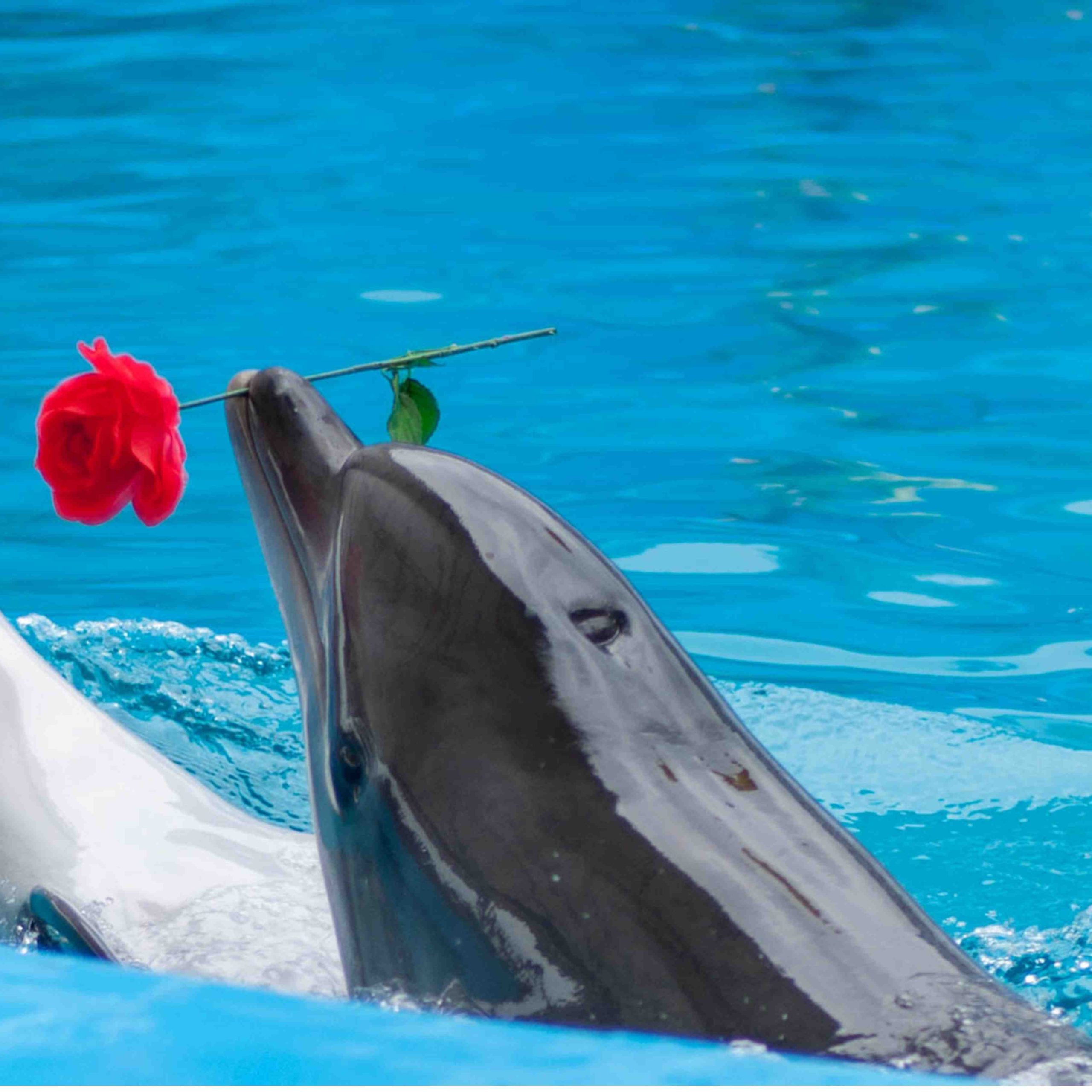 Dubai Dolphinarium Experience